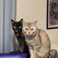 モニターの前に座るサビ猫とシルバータビーの猫