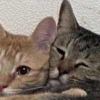 茶トラ猫とキジトラ猫