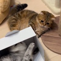 スコティッシュフォールドが隠れた箱を見つめるマンチカン