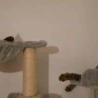 キャットタワーにいる猫