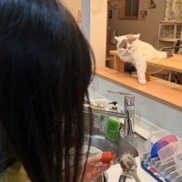 娘さんとキッチンカウンターに手を伸ばす猫