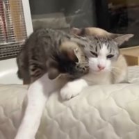 三毛猫にじゃれつくキジトラ柄の子猫