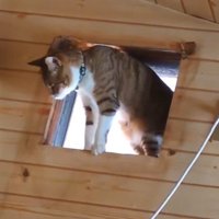部屋の上部に開いた穴の上から部屋の中を見る猫