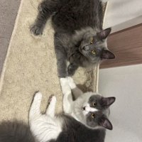 室内にいる猫