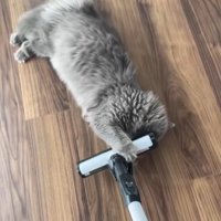体を伸ばし前足で掃除機のヘッドをつかむ猫