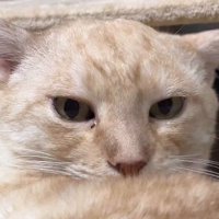 猫の顔
