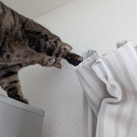 カーテンレールに前足を伸ばす猫