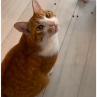 室内にいる猫