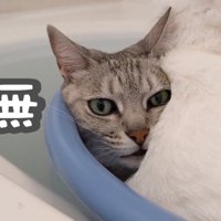 チロくんの後ろから顔を覗かせるマロちゃん