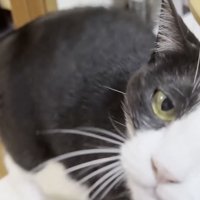 見上げる猫の写真