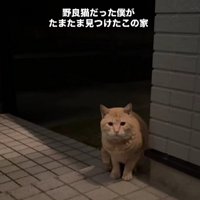 外にいる猫