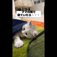 ママの隣で(横を向いた姿)