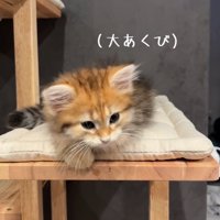 あくびする猫