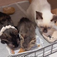 ごはんを食べる3匹の猫