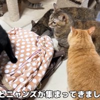 コタツに集まる猫たち