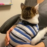 人のひざの上に乗る猫の背中