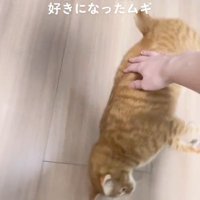 横になる猫