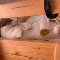 お腹をコロコロ