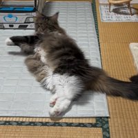 振り返る猫