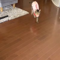 ボールを咥えて、飼い主のところへ戻る猫