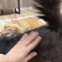 ママに撫でられるハチワレ猫をグルーミングする茶トラ猫