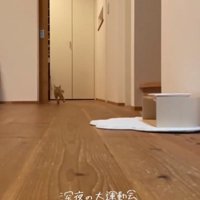 部屋を走り抜けるらいとくん