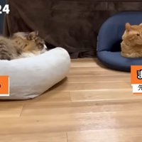 リードを付けて寝ている2匹の猫
