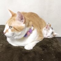 子猫を温める先住猫