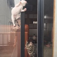 窓の隙間の子猫と見守る猫