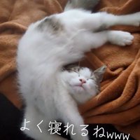 寝ている子猫