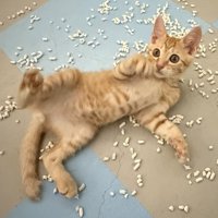仰向けになった子猫のアップ