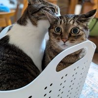 驚く猫