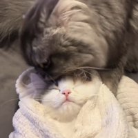 おくるみの中で寝る子猫と子猫をなめる猫