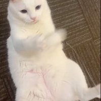 遊ぶ猫