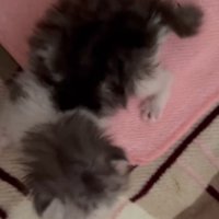 小さな子猫