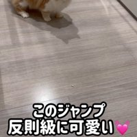 猫砂を見ている猫