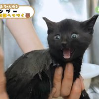 鳴く黒子猫