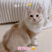 ベッドの前に座る猫