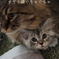 子猫に覆いかぶさる猫