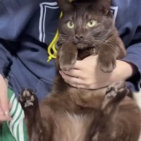 飼い主に抱っこされる保護猫