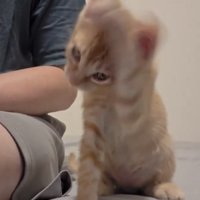 毛づくろいのスピードが速まる茶トラの子猫