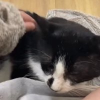 里親に撫でられる猫