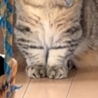 猫の前足
