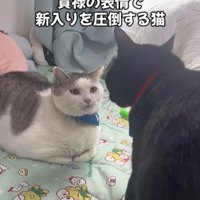 向かい合っている2匹の猫