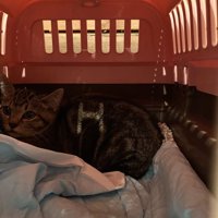 キャリーバッグの中にいる子猫