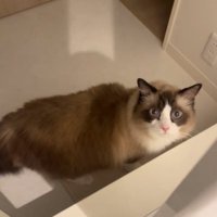 洗面所にいるカメラ目線の猫