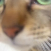 布団の上で鳴いている猫