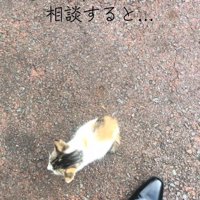 人の足元にいる猫