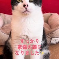 目を細める猫