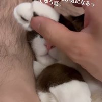 手を握られる猫